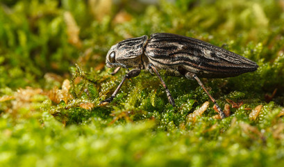 Beetle over broom moss