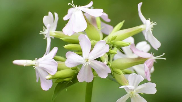 Seifenkraut,Saponaria,offic.,Bl&uuml;te,Nahaufnahme, Seife und Heilpflanze