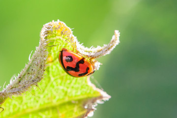 Orange ladybug on leaf