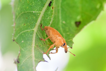 Brown insect on leaf