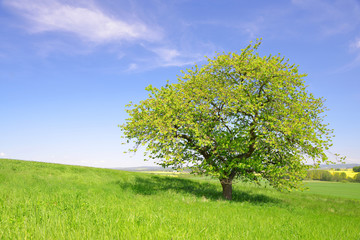 Fototapeta na wymiar Summer landscape with tree on meadow