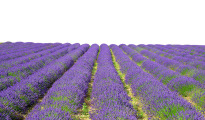 Lavender flower blooming scented fields on white background