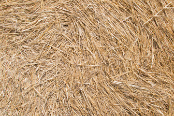 Texture grano, fieno, paglia