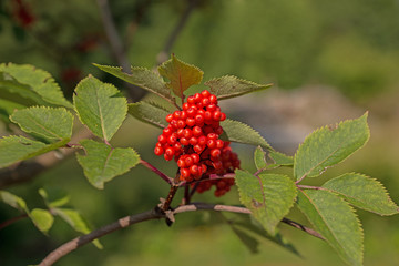 Vogelbeeren, Eberesche, Sorbus aucuparia