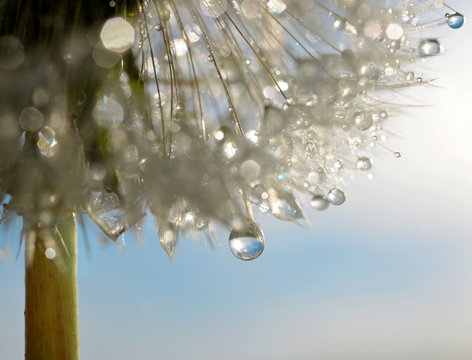 Dewdrops on a flower dandelion close up
