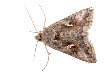 Brown moth on a white background - 87812217