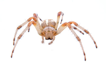 Brown spider on a white background