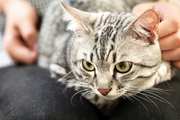 Woman holding cute cat close up