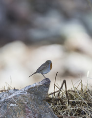 erithacus rubecula, robin