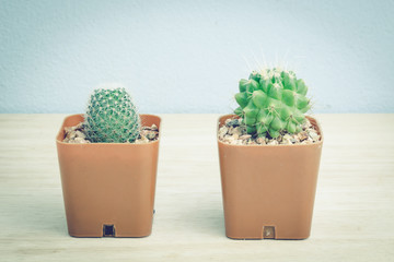 Three potted cactus ,  vintage tone