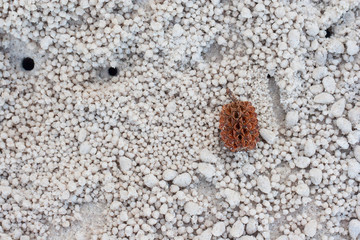 Pine cone is on Hua Hin beach at Prachuap Khiri Khan, Thailand.