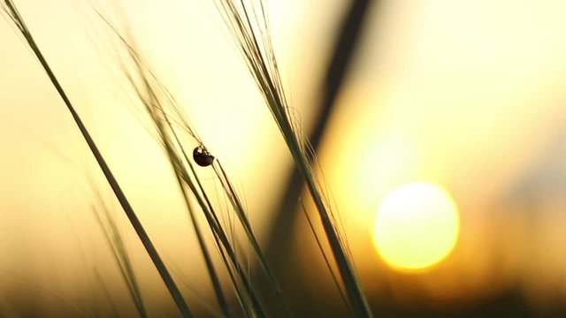 Ladybird Crawls Through the Grass at Sunset