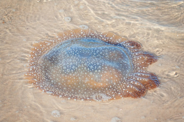 Jellyfish in sea water at Hua Hin beach, Prachuap Khiri Khan, Thailand.