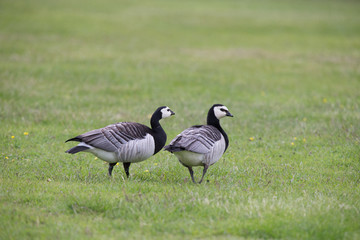 Barnacle Geese