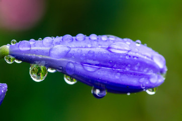 Goutte d'eau sur une fleur mauve