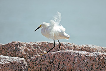 Snowy egret