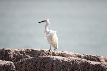 Snowy egret