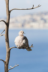 Eurasian Collared Dove