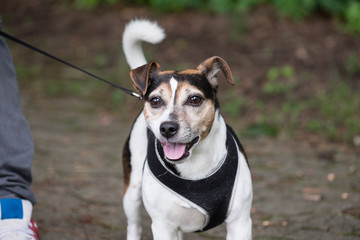 Mit Jack Russell Spazieren Gehen