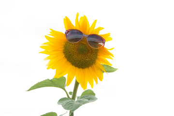 Sonnenblume mit Sonnenbrille