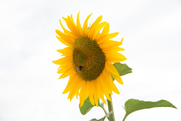 Sonnenblume mit Hummel