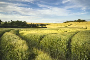 Foto op Plexiglas Platteland Summer landscape over agricultural farm field of crops in late a