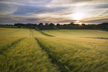 Obraz premium Beautiful Summer vibrant sunset landscape over agricultural crop