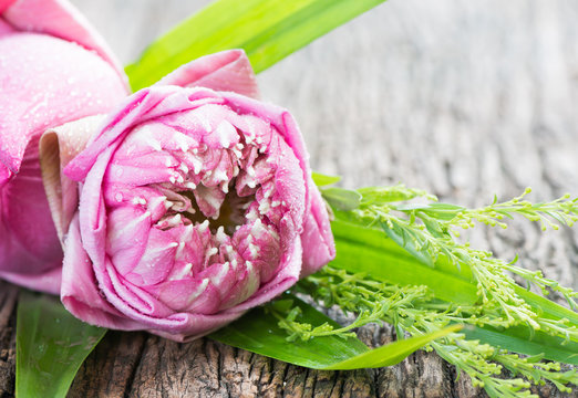 pink lutus flower on wood background