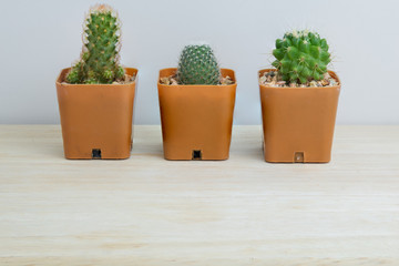 Three potted cactus