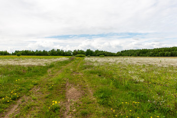 beautiful green fields under blue sky in summer