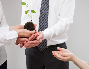 Adult people holding a green sprout and child's hand reaching ou