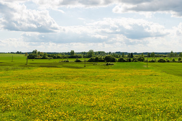 Fototapeta premium beautiful green fields under blue sky in summer