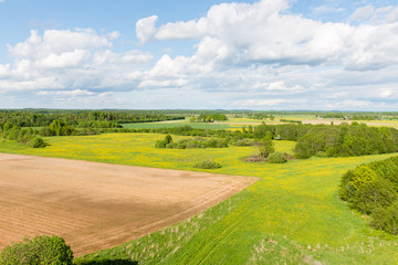 beautiful green fields under blue sky in summer