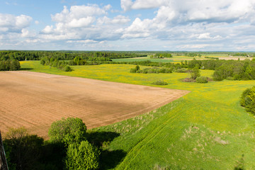 beautiful green fields under blue sky in summer