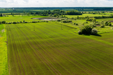 beautiful green fields under blue sky in summer