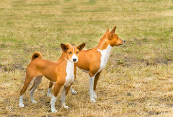 Basenji two. Basenji is on the grass in the park.