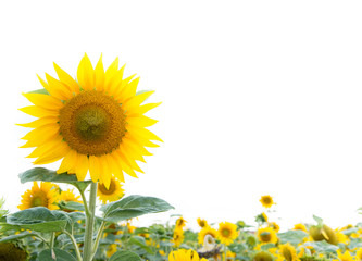 Obraz premium Sonnenblumen Hintergrund