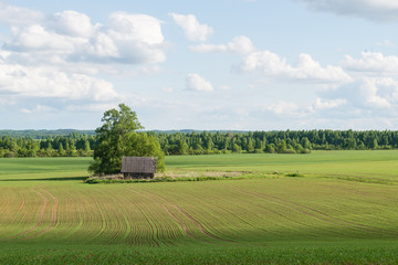 beautiful green fields under blue sky in summer