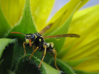 girasole e vespa