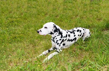 Dalmatian lies.  The Dalmatian is on the green grass. 