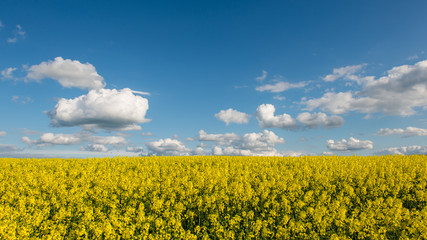 rape fields in country under blue sky with white clouds