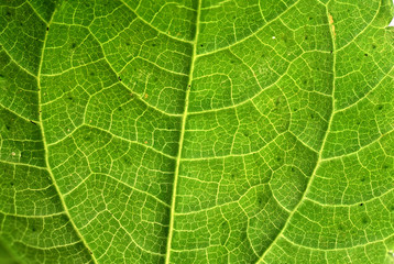 Fresh green leaf texture macro close-up
