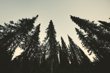 Dark forest.