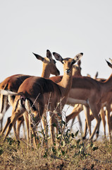 Impala ～インパラ～