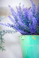 Lavender in the pot