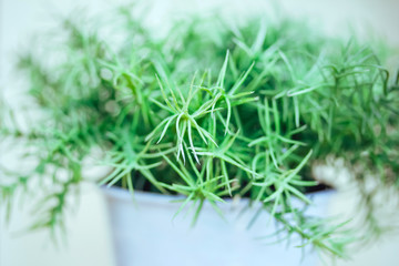 green sprigs in the pot