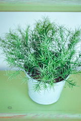 green sprigs in the pot on a wooden stand