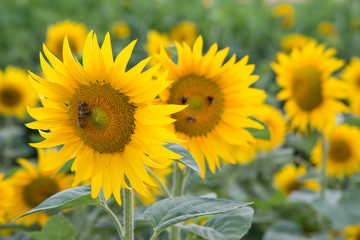 Sonnenblume mit Gesicht 
