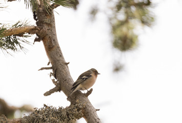 fringilla coelebs, chaffinch
