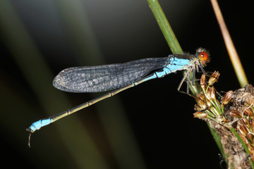 Small Red-Eyed Damselfly